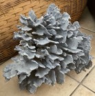 22.04 Lbs. Blue Reef Coral — photo 6