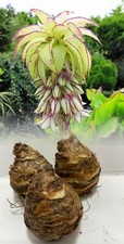 1-5 EUCOMIS BICOLOR (PINEAPPLE LILY) BULBS FRAGRANT TROPICAL SUMMER FLOWER 