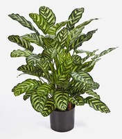 Artplants KüNstliche Calathea Badu, 65 BläTter, GrüN-Gelb, 80Cm