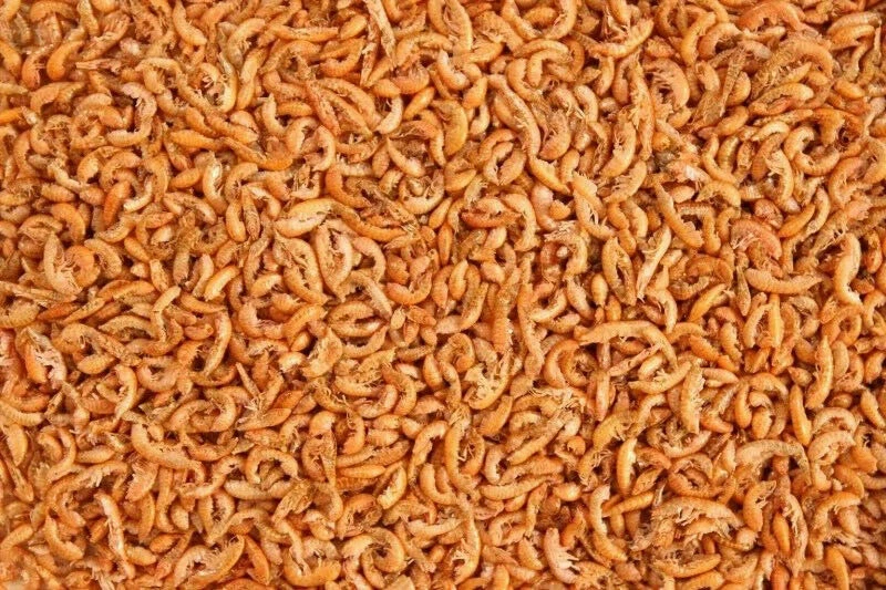 SUPER AQUARIUM PREMIUM Freeze Dried Gammarus SIBERIAN SHRIMP TURTLE TERRAPIN FISH FOOD BARGAIN