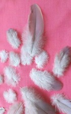 NATURFEDERN x 10 Wildvögel