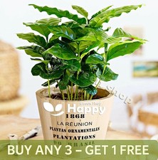 COFFEE PLANT - 10 SEEDS - Grow your own - Indoor Plant Coffea Arabica nana
