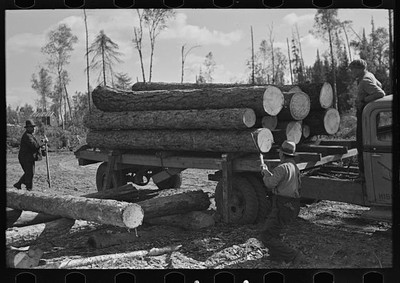 Photo:Unloading timber from truck at camp, near Effie, Minnesota