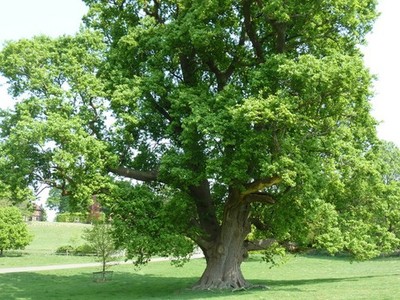 Photo A2 Ancient Oak tree at Danny park Bedlam Street This fine specimen c2011