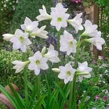 1 White Amaryllis BULBS **Multiple blooms per bulb