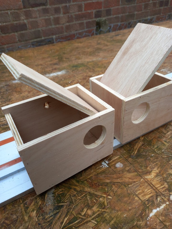 Gouldian Finch nest box x 6 breeding birds, Cutthroat Silverbill ...