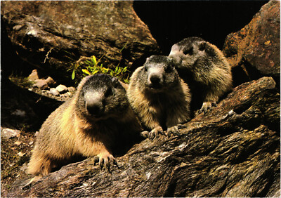 Marmots Postcard Unposted Werner Imseng Rud Suter AG