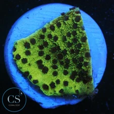 CS LA LAKERS MONTI - WYSIWYG LIVE CORAL