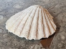 versteinerte Kammmuschel Pilgermuschel Jakobsmuschel Fossil aus der Kreidezeit