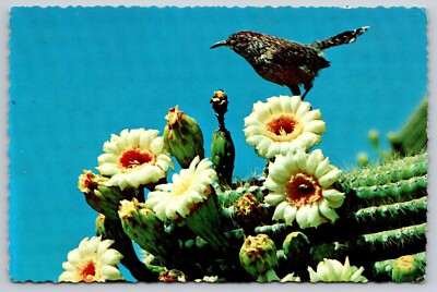 Postcard Bird Cactus Wren Saguaro Blossoms Arizona 21D