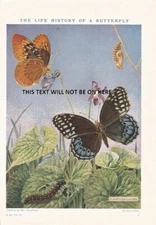 the life history of a butterfly c 1930 ILLUSTRATION PRINT