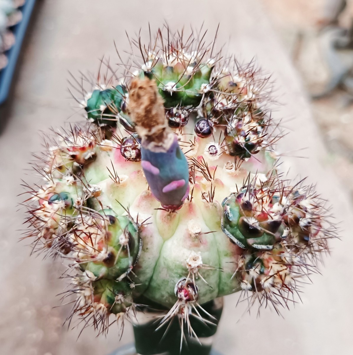 50 pcs FRESH SEEDS Cactus Gymnocalycium NEON, Kuktus 50 pcs FRESH SEEDS Cactus Gymnocalycium NEON, Kuktus