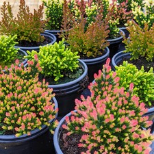 36 Potted Calluna Heathers | Premium Flowering Evergreen Bushy Shrub