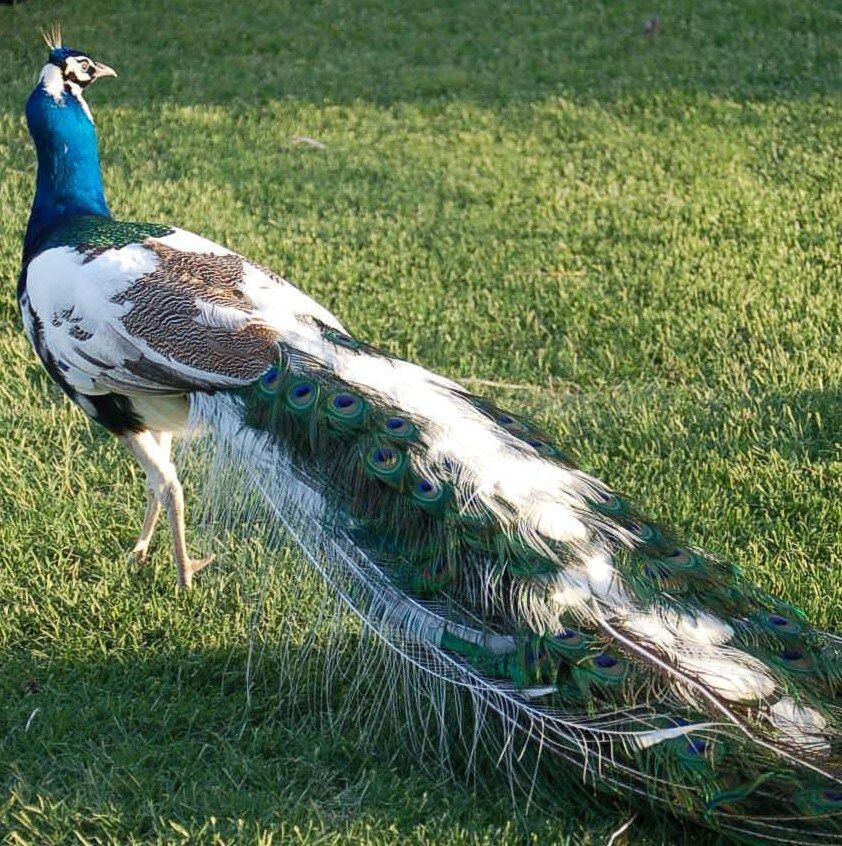 Peacock Peafowl Hatching EggsGuaranteed FertileShip Now! Varity of