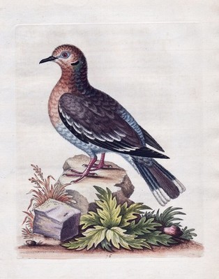 pigeon dove Taube India Indien bird Vogel Kupferstich engraving Edwards 1743