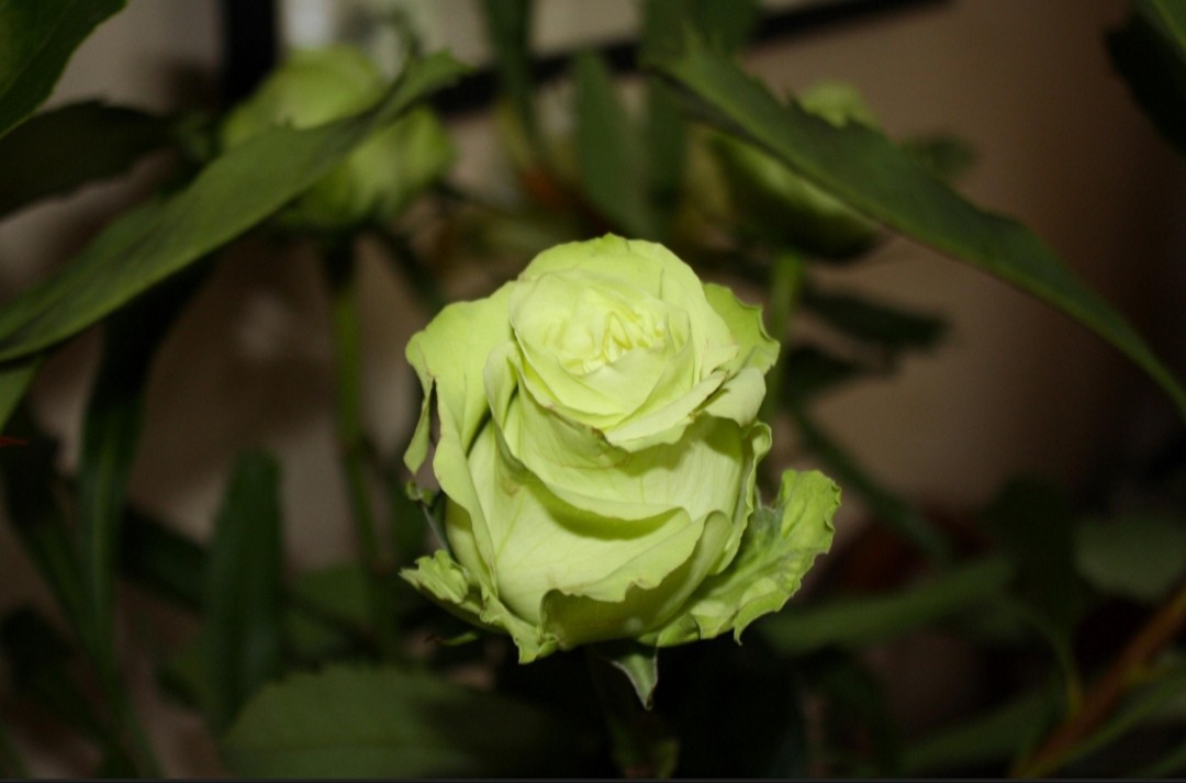 Graines de rosier vert clair tropical rare pour fleurir les massifs extérieurs