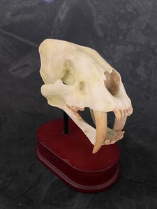 SMILODON SABRETOOTHED CAT SKULL MODEL 1:12 SCALE MIB
