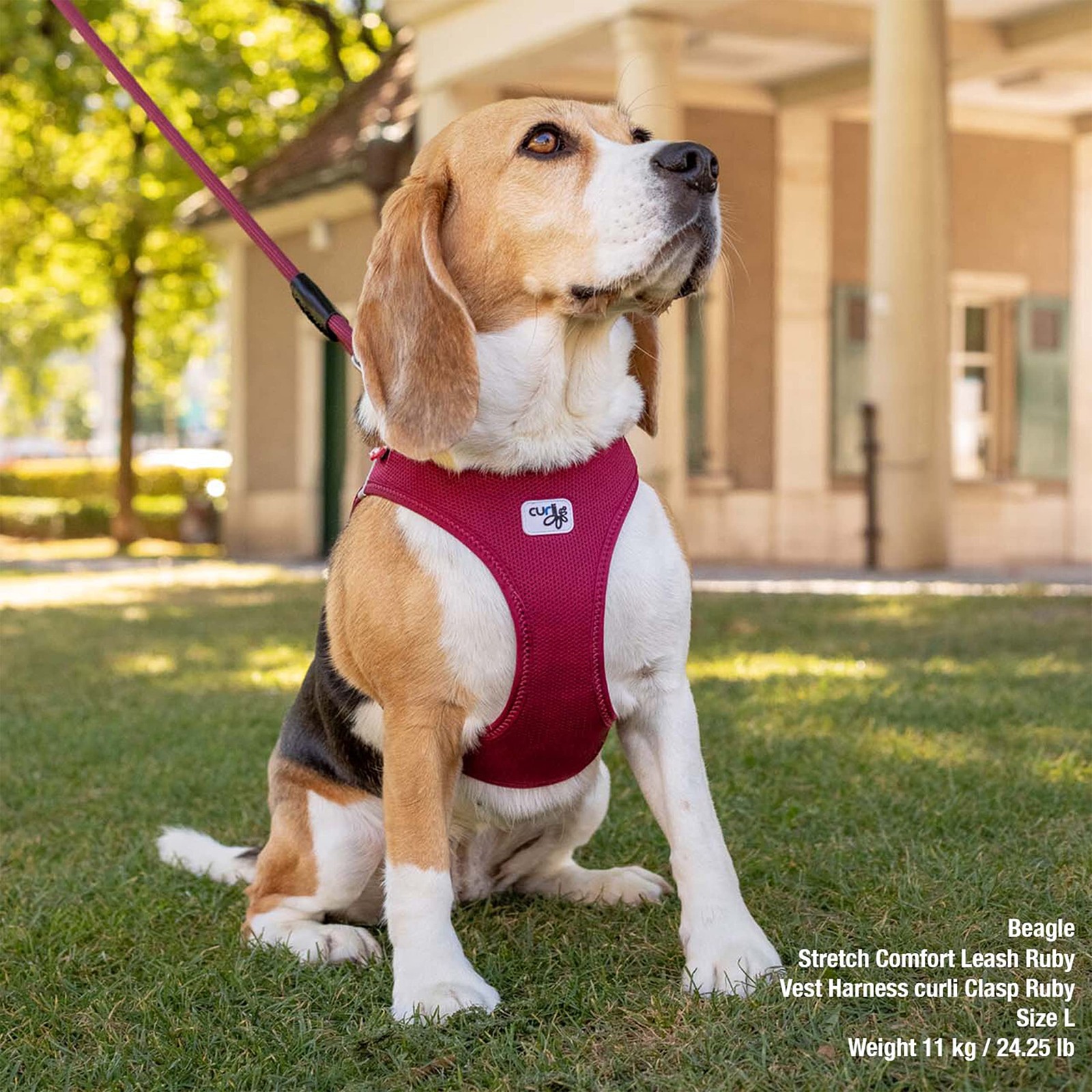 curli Gilet Imbracatura Chiusura Air-Mesh Imbracatura per Cani (Accessori per Cani Sicuri, Senza Pressione foto 5