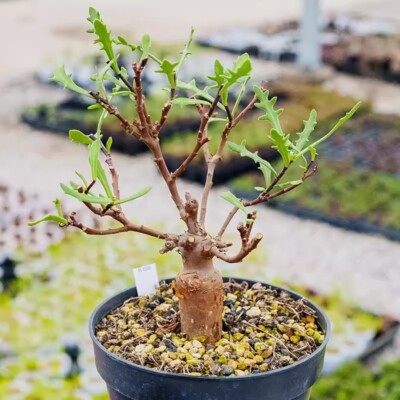 2.5cm Succulent Cactus Plant Othonna Lobata Home Garden Beautiful Rare