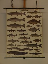 Freshwater Fish Catfish Salmon Trout Carp Crab ~1935 School Wall Chart 120X161Cm