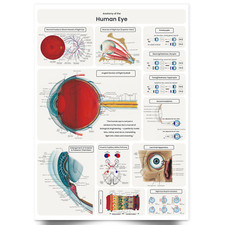 Listing image for Eye Anatomy Poster Medical Doctor Educational Chart A5 A4 A3 A2 A1 Print