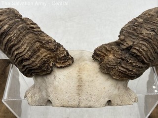 Brown Wall Mount Decorative Collectible Sheep Rams Skull Replica Horn