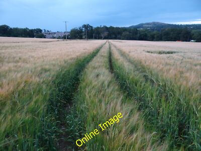 Photo 12x8 Tiptoe through the cornfield Kilmacanoge Not sure of the crop,  c2014