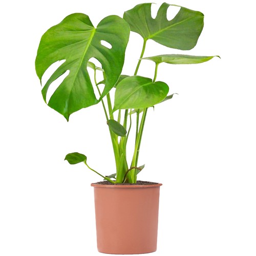 Swiss Cheese Plant Monstera Deliciosa House Plants Evergreen Indoor Plant in Pot - Picture 9 of 20