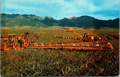 Pineapple harvesting in Hawaii Postmarked 1971 Postcard E3
