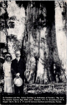 Postcard President Coolidge Big Tree Dedication Senator Cypress Sanford FL  6736