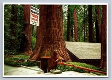 Postcard California Piercy Tree House Park Redwood Believe It or Not  6x4 J709