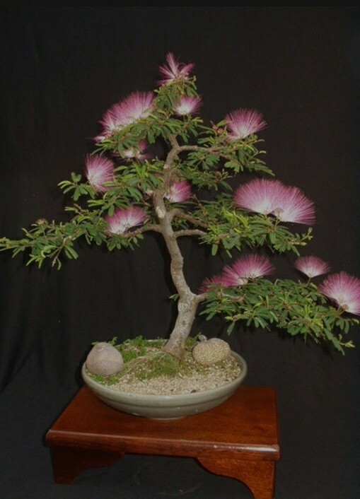 Albizia Julibrissin Mimosa Bonsai Persian Pink Silk Blossoms 10