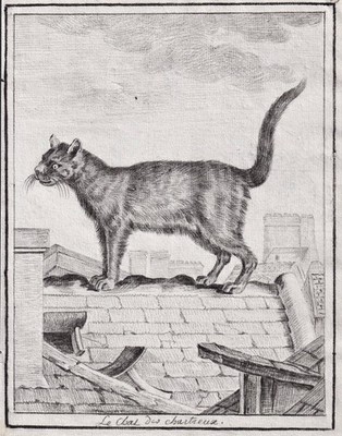 cat Hauskatze chat cats Katzen Katze drawing Zeichnung dessin 1780