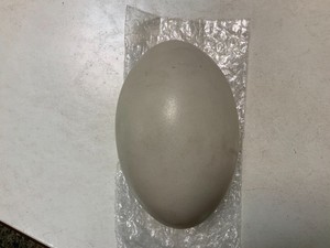 Large Genuine Ostrich Egg Shell Hollow Egg Crafts