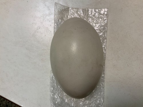 Large Genuine Ostrich Egg Shell Hollow Egg Crafts