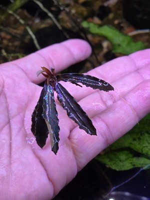 Bucephalandra Red Sword Live Aquatic Buce Epiphyte Rhizome Fish