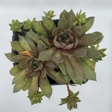 Sempervivum “Lavender & Old Lace” Live Plant Cold Hardy Succulent Hens & Chicks