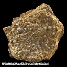 Bivalve Fossil Shell Block Eocene Isle of Wight Totland Bay UK Headon Hill