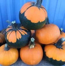 10 Batwing Pumpkin Seeds for Planting - Pumpkins Appear to Have a Black Cape