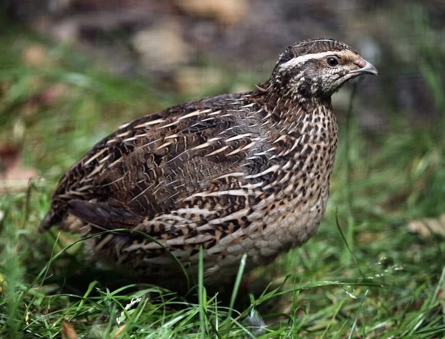 50+ huevos fértiles para incubar codorniz Coturnix surtidos - variedad de colores Foto 4 de 4