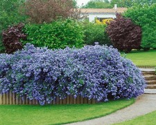Ceanothus thyrsiflorus VAR repens - Creeping Blue Blossom - Plant