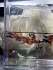 Platinum Dumbo Red Tail BigEar Guppies Pair 1m/1f USA Homebred High Quality