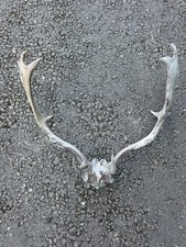Native Deer 16 point Pair Of Antlers on Part Skull