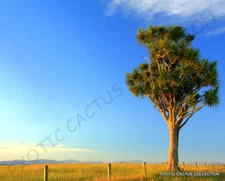 EXOTIC CORDYLINE AUSTRALIS cabbage tree @j@ rare palm trees plant seed 10 seeds
