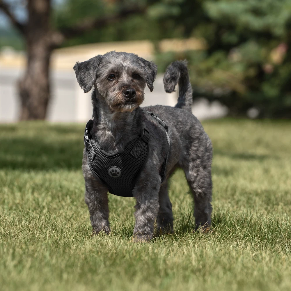 Dog Harness, Adjustable Mesh, Reflective Dog Walking Pet Harness, Black