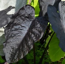 Black Sapphire Gecko Elephant Ear - Colocasia - Live Plant