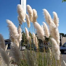 Giant White Pampas Grass Seeds - 150 Seeds - Ornamental Grass for Landscaping