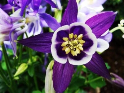 Columbine Purple Haze Mix Flower Seeds - 200 Non-GMO Perennial Seeds For Hummingbirds & Butterflies