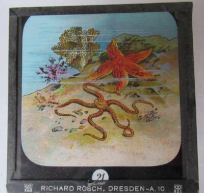 FISCHE - MEERESTIERE - HAIE etc Magische Laternenrutsche RICHARD ROSCH - DRESDEN