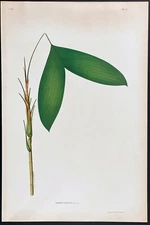 HUGE 1903 Rodrigues antique print - Brazilian palm tree - geonoma furcifolia